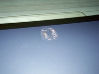 Filename=100_7503.jpg
Filesize=276KB
Dimensions=1552x1164
Date added=Aug 30, 2010 100_7503.jpg