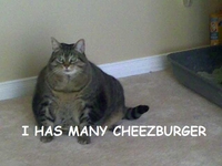 cheezburger.jpg
