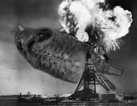 fatcat.jpg