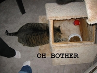 ohbother.jpg